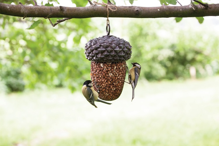 Uccelli. Mangiatoie e cibo adatti specie per specie