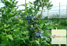 Berry Verona