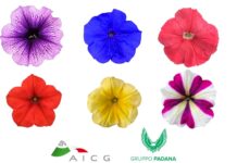 Garden Top-Tunia