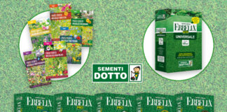 Semi per un tappeto erboso