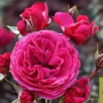 novità di Leonessa Vivai