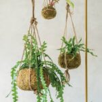 Kit per kokedama