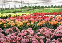 certificazioni di qualità applicabili in floricoltura