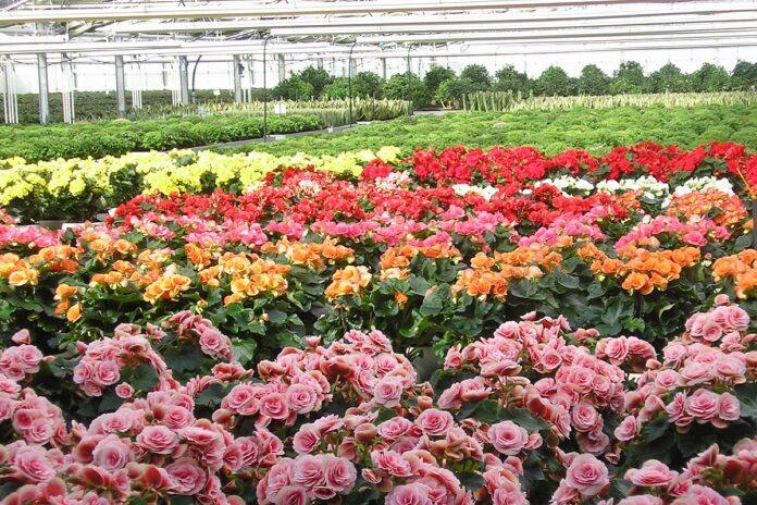 certificazioni di qualità applicabili in floricoltura