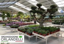 Organizzazione Orlandelli