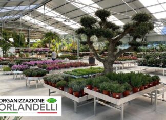 Organizzazione Orlandelli