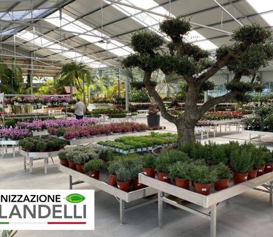 Organizzazione Orlandelli