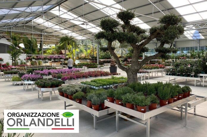 Organizzazione Orlandelli