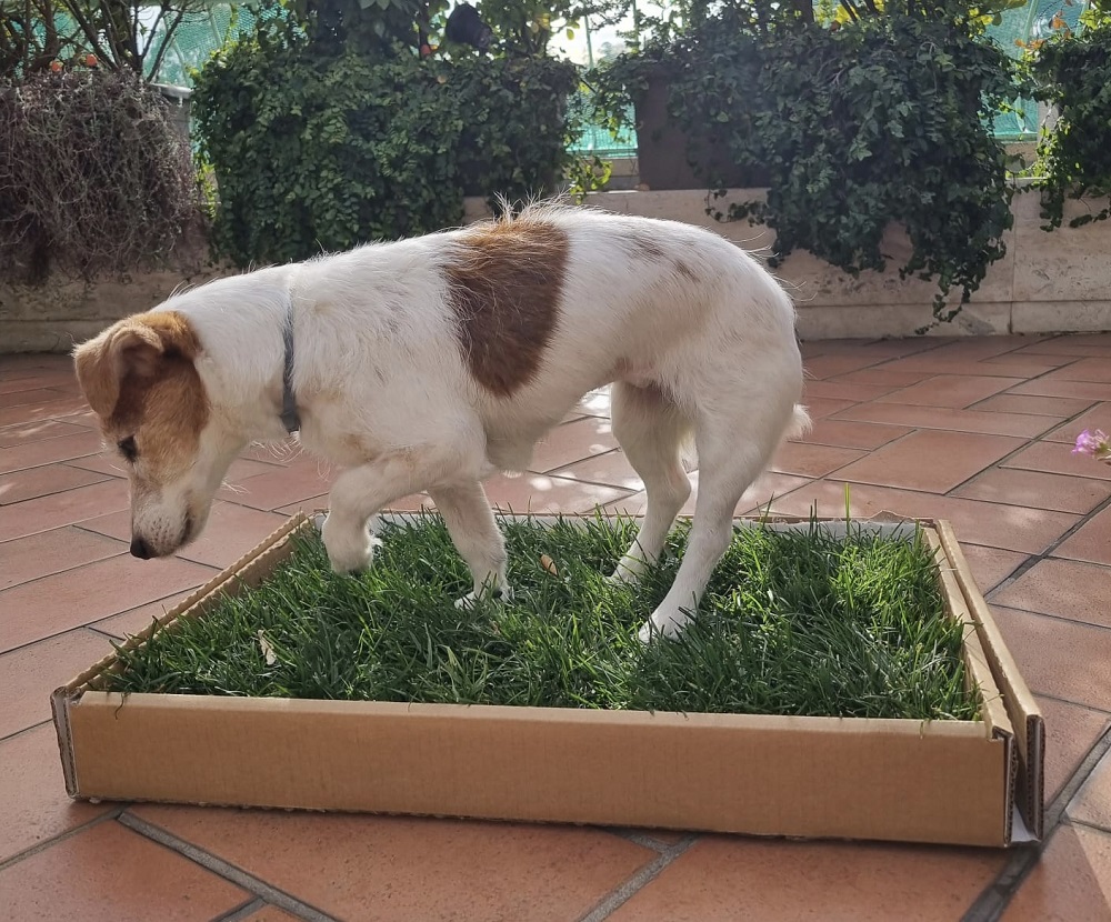 Prodotti originali per il giardino - AMICI DI ORAZIO