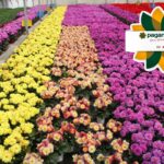 piante made in Italy