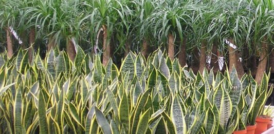 contributo Conai sui vasi in plastica