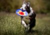 frisbee per cani