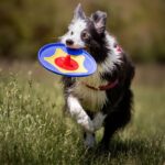 Nuovo frisbee per cani Trotto Disk di Bama frisbee per cani