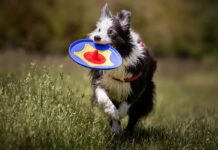 frisbee per cani