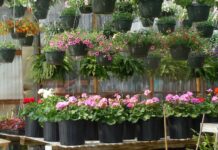 futuro dei garden retailer