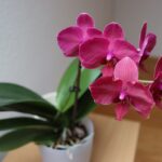 Esotico, il nuovo terriccio senza torba per orchidee di Floragard terriccio senza torba per orchidee