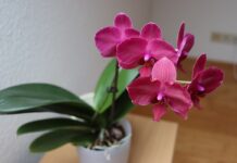 terriccio senza torba per orchidee