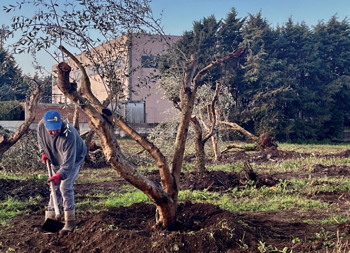 Tecfi ha recuperato 126 alberi d’olivo