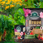 Brave Crescita Sana