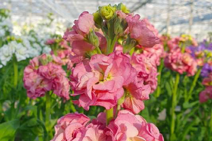 Fiori olandesi per piazza San Pietro