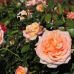 Holiday Island Roses