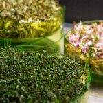 germogliatore Geo Plus