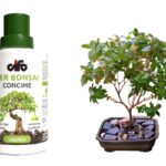 concime specifico per Bonsai