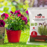 Top n