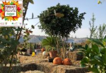Festival d’Autunno
