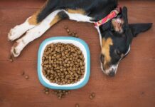pet food per cani