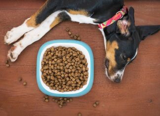 Il pet food per cani e gatti in Italia vale 4,2 miliardi di euro pet food per cani