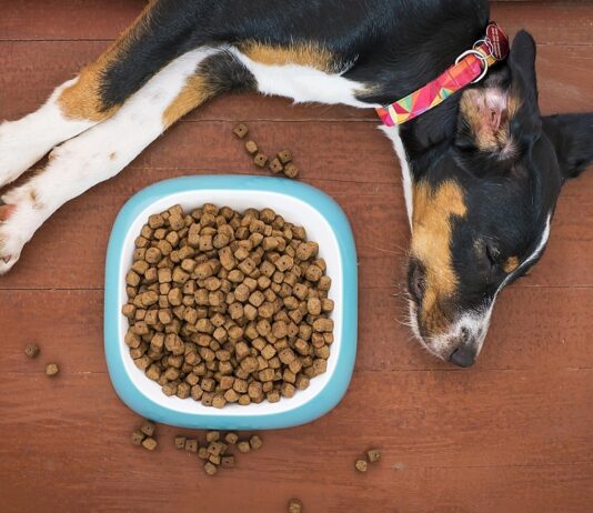 Il pet food per cani e gatti in Italia vale 4,2 miliardi di euro pet food per cani
