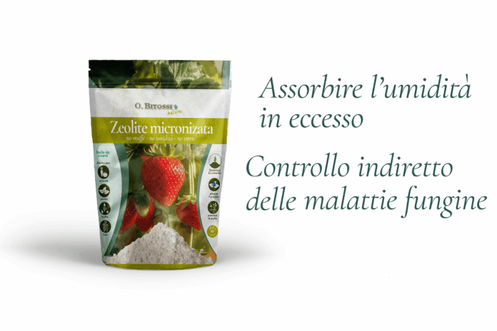 Zeolite Clinoptilolite