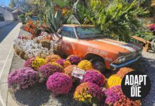 “Adapt or Die”: l’evoluzione dei garden center secondo tre esperti mondiali evoluzione dei garden center