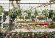 I trend dei garden center nel 2025 garden center nel 2025