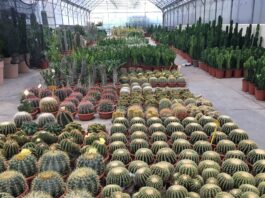 Bulzaga Cactus, spinose e succulente “tailor-made”