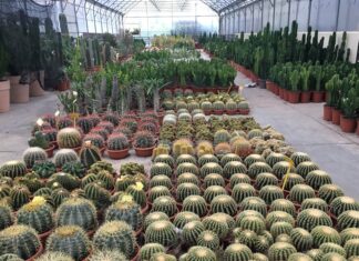 Bulzaga Cactus, spinose e succulente “tailor-made”