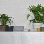 Flora