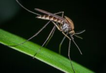 Prodotti antizanzare