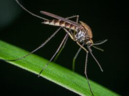 Prodotti antizanzare: da reparto stagionale a strategico Prodotti antizanzare