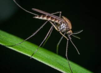 Prodotti antizanzare: da reparto stagionale a strategico Prodotti antizanzare