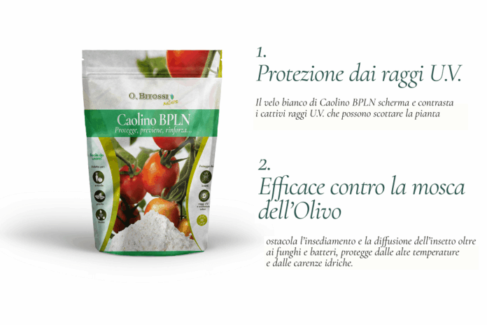 Caolino