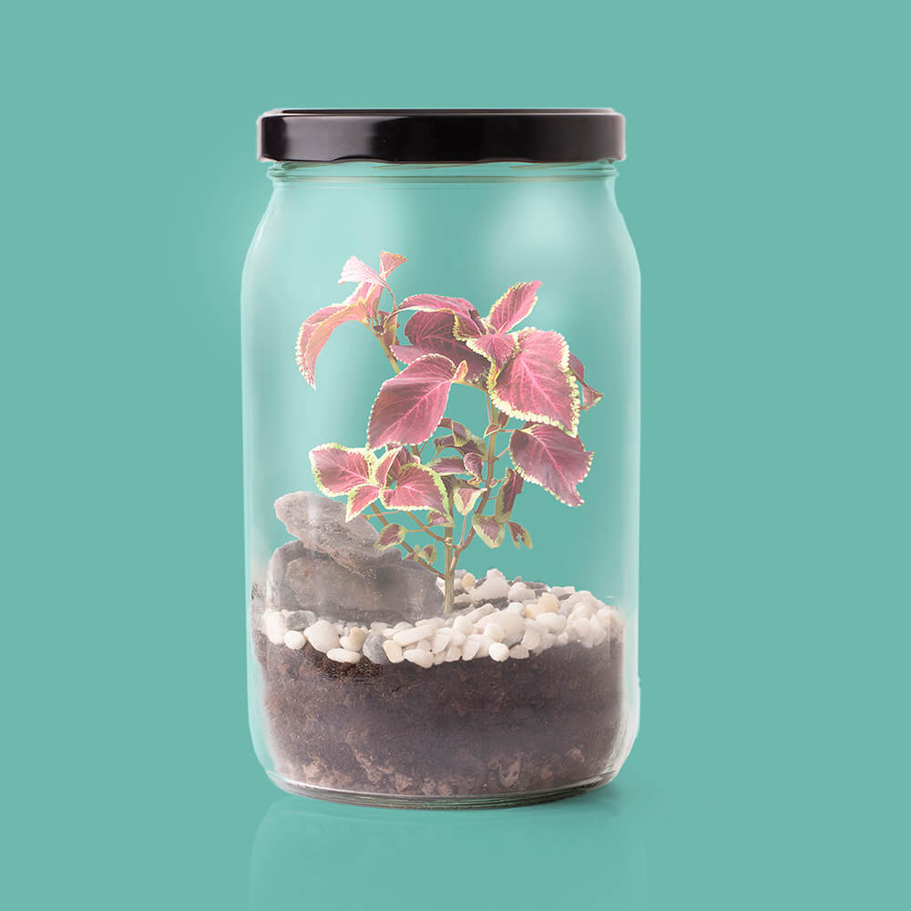 idee innovative per il giardino - Resetea Terrarium