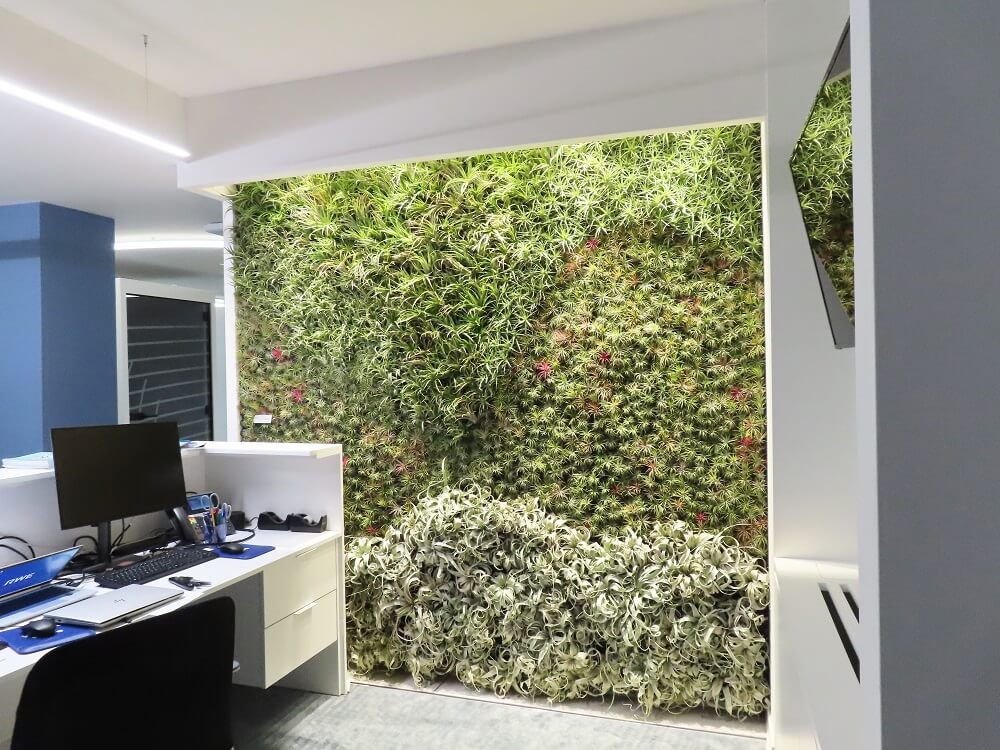 idee innovative per il giardino - Tillandsia WALL