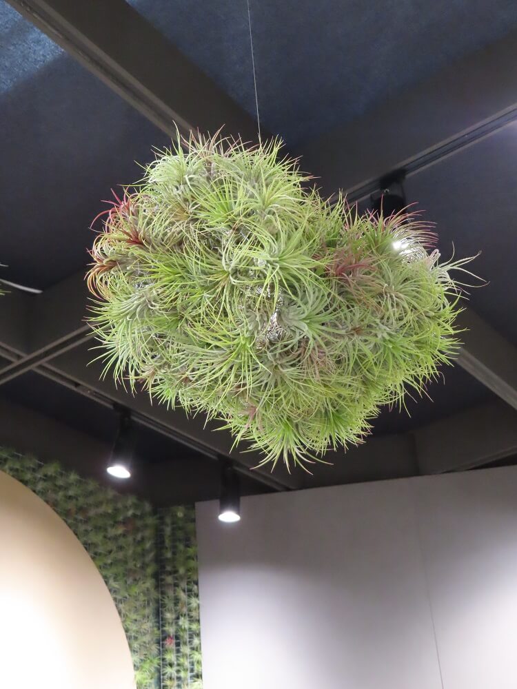 idee innovative per il giardino - Tillandsia WALL