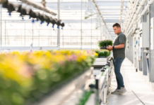 Aumento dell’Iva su fiori e piante: le imprese olandesi in allarme Aumento dell’Iva su fiori e piante