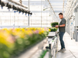 Aumento dell’Iva su fiori e piante: le imprese olandesi in allarme Aumento dell’Iva su fiori e piante