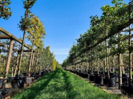 Florovivaismo pistoiese: export record da 159 milioni nel primo trimestre 2026 Florovivaismo pistoiese